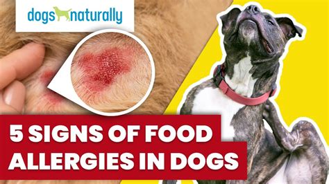 z88.3|Search Page 2/8: allergy dog.